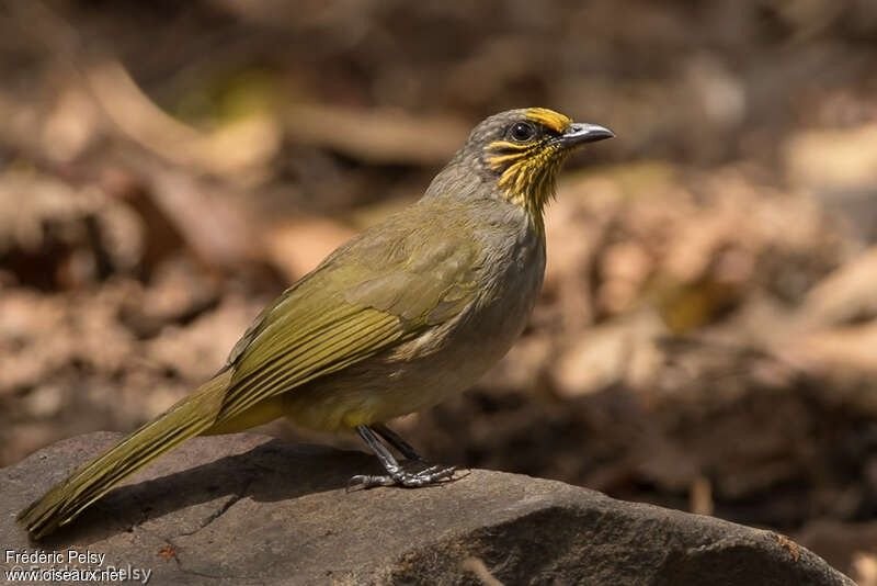 Bulbul de Finlayson