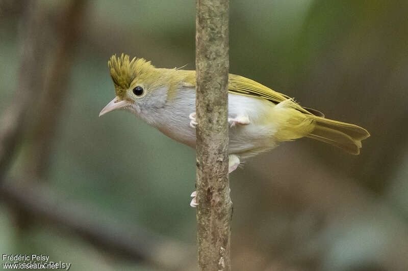 Yuhina à ventre blanc