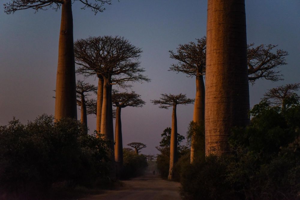 Allée des baobabs, Morondava