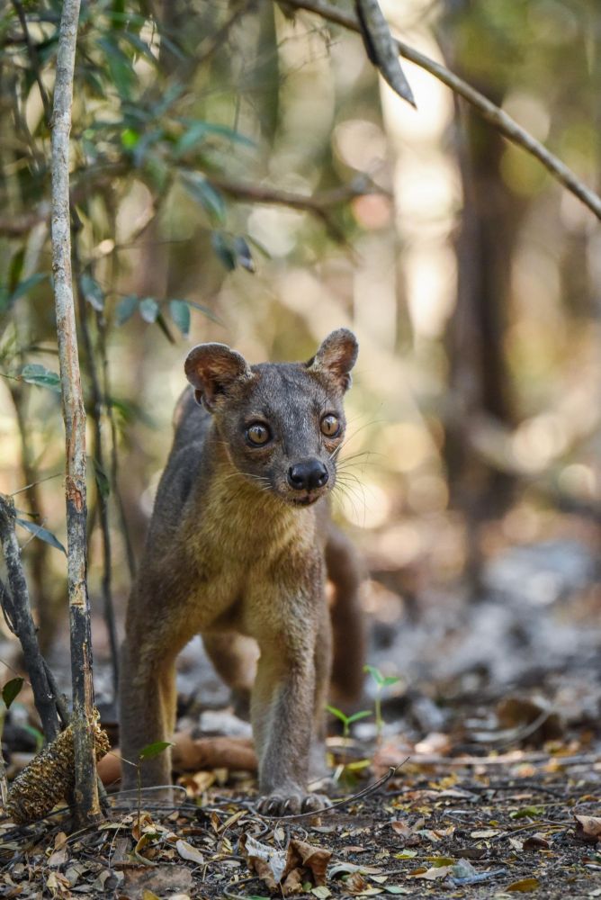 Fossa, Kirindy