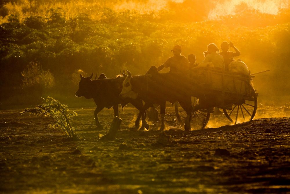 Charette et zébus, la ruralité malgache