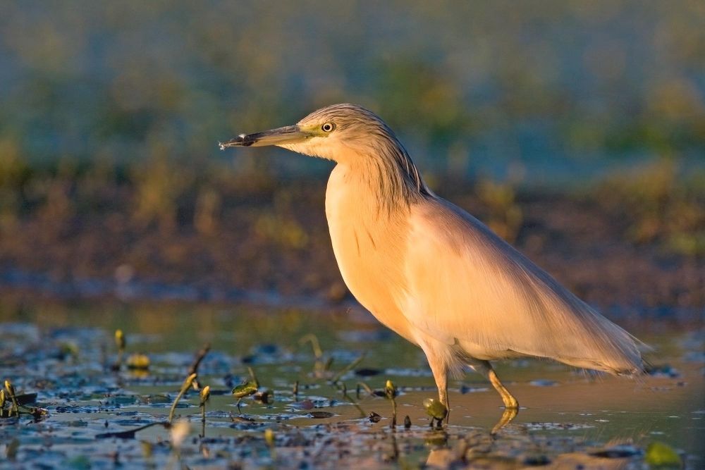 Squacco Heron by Attila Szilágyi