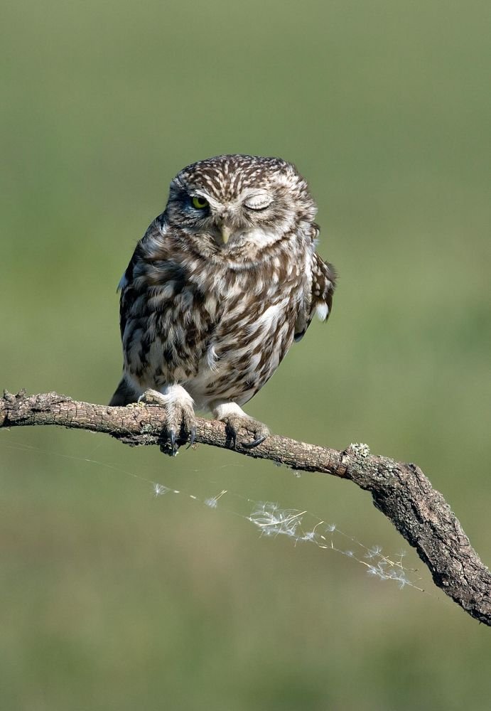 Little Owl by Attila Szilágyi