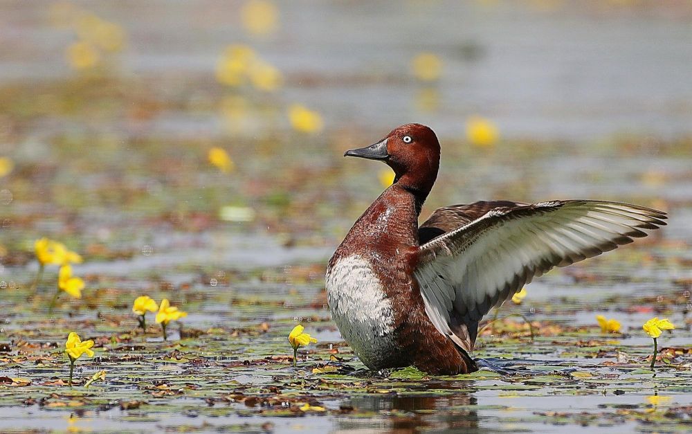 Ferruginous Duck