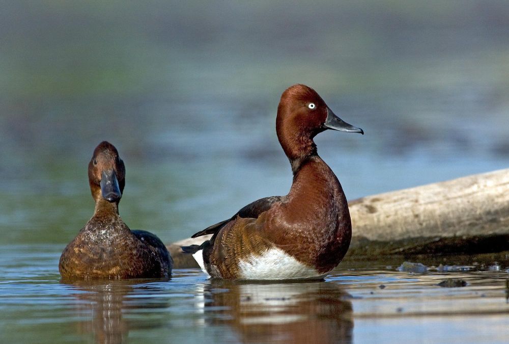 Ferruginous Ducks by Attila Szilágyi