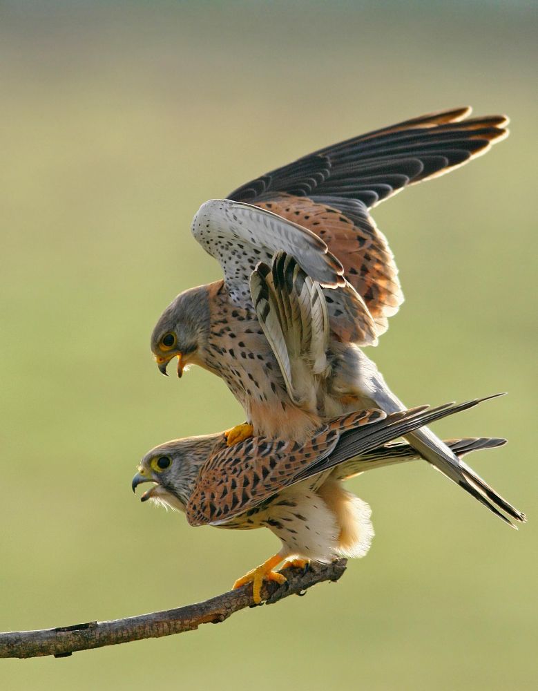 Common Kestrel mating by Attila Szilágyi