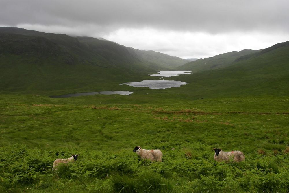 Paysage moutons Mull Ecosse