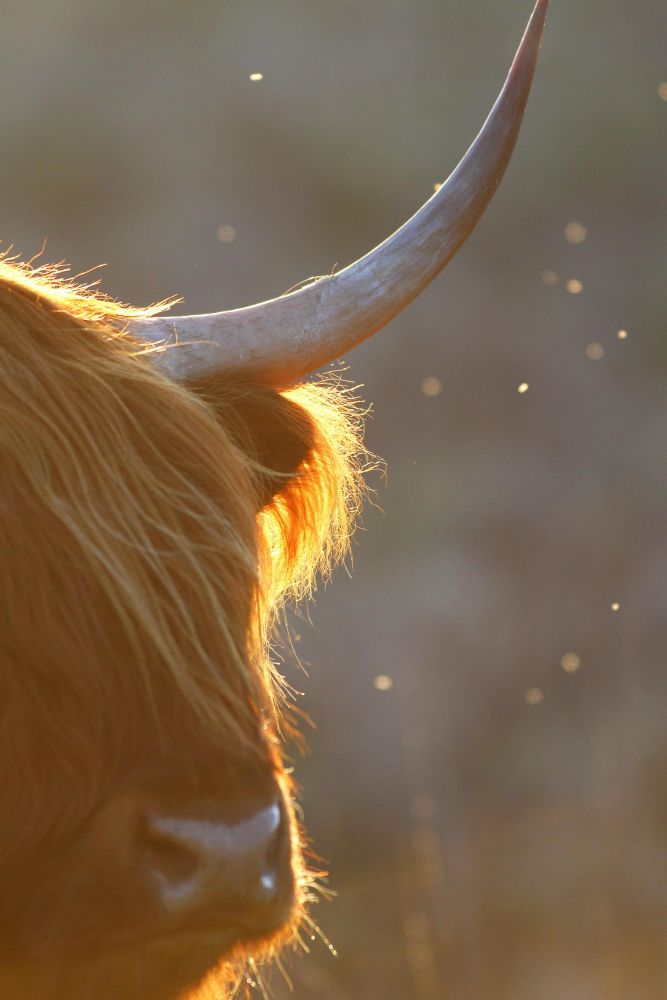 Vache écossaise Mull Ecosse