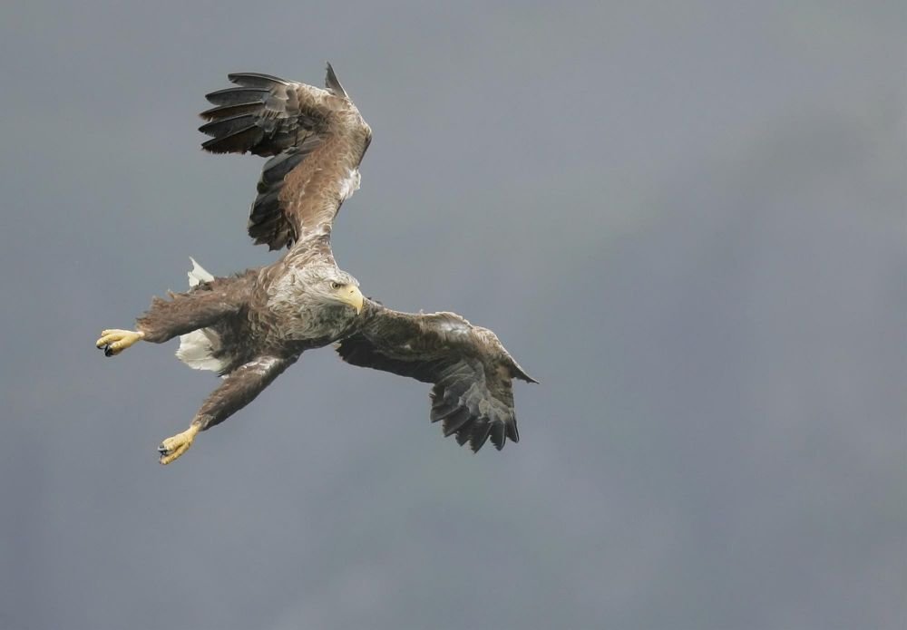 Rapace Mull Ecosse