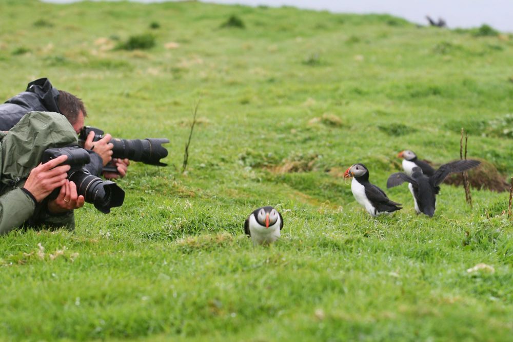 Photographie macareux moine Mull Ecosse