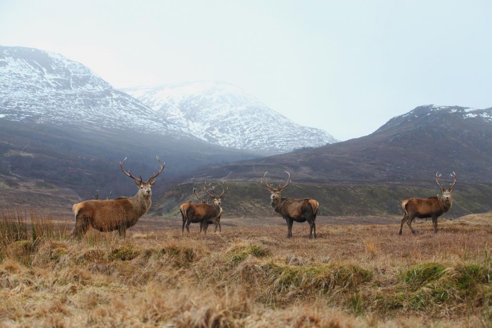 Cerfs Mull Ecosse