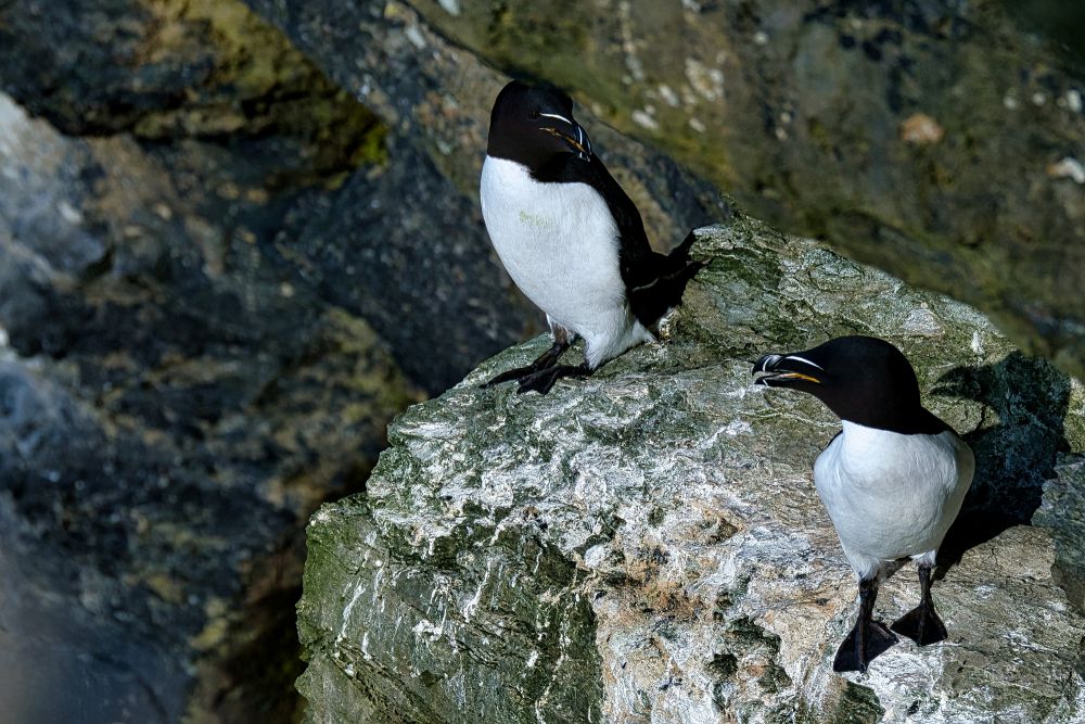 Pingouin Torda couple