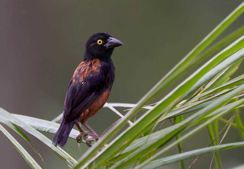 Tisserin noir et marron