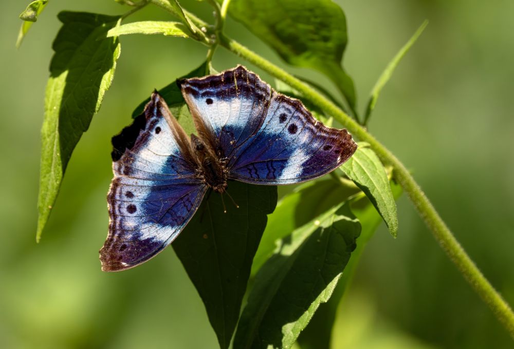 Junonia cytora