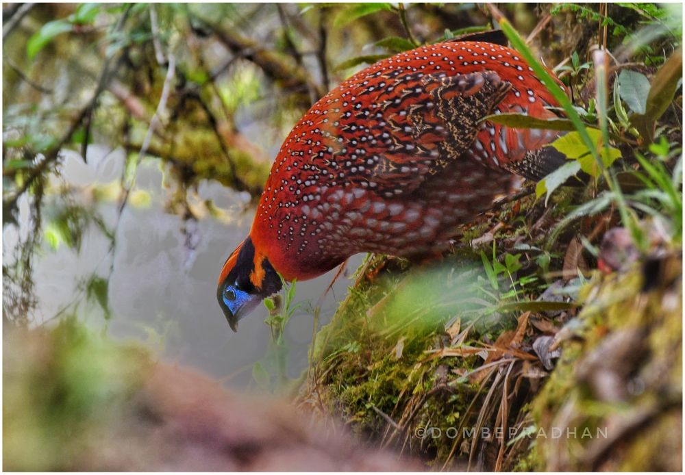 Tragopan de Temmick