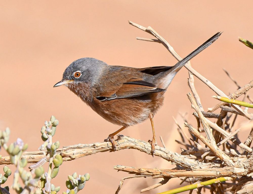 Fauvette de l'Atlas