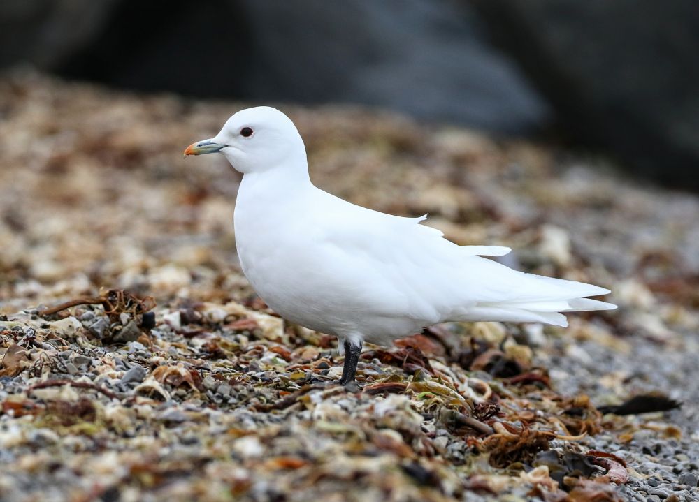 Mouette blanche