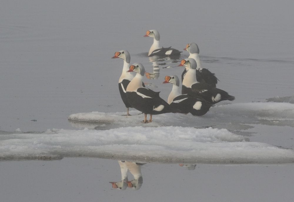 Eider à tête grise