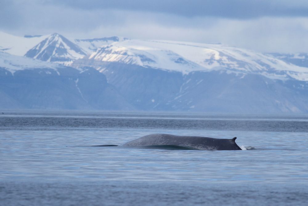 Baleine bleue