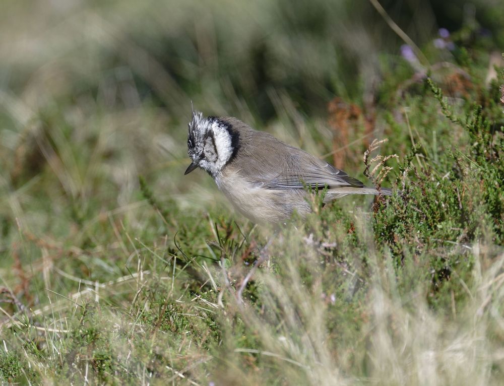 Mésange huppé