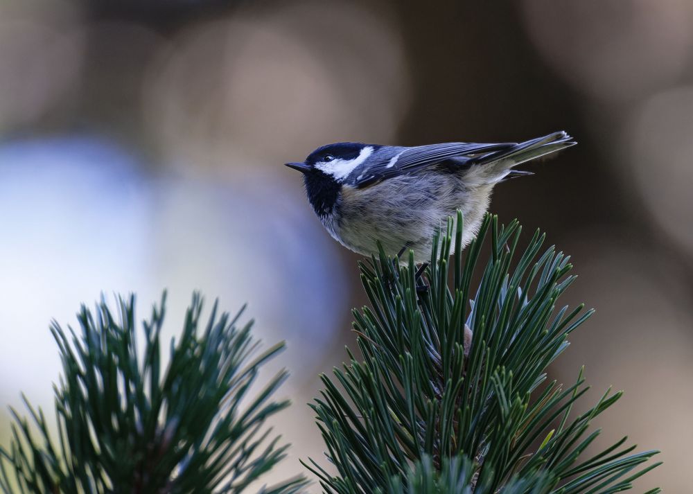 Mésange noire