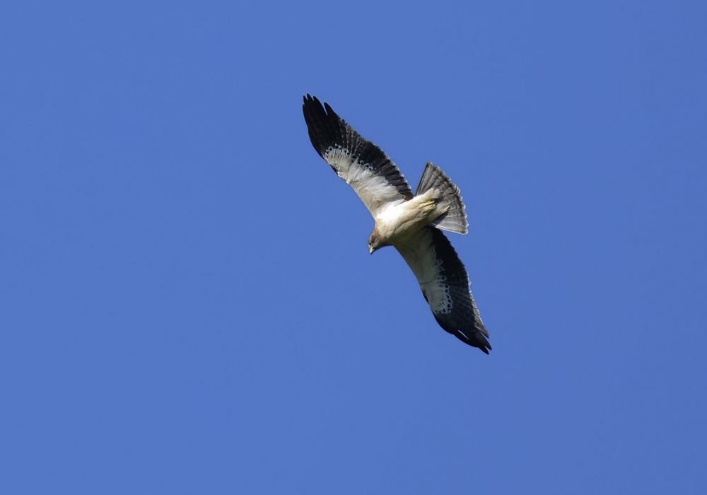 Aigle botté