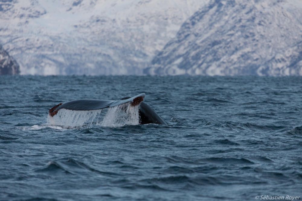 Baleine à bosse dans un fjord de Norvége