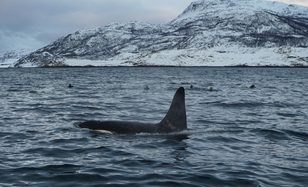 Orques et plongeurs dans un fjord en Norvége