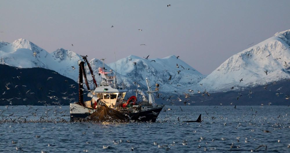 Orque devant un bteau de pêche