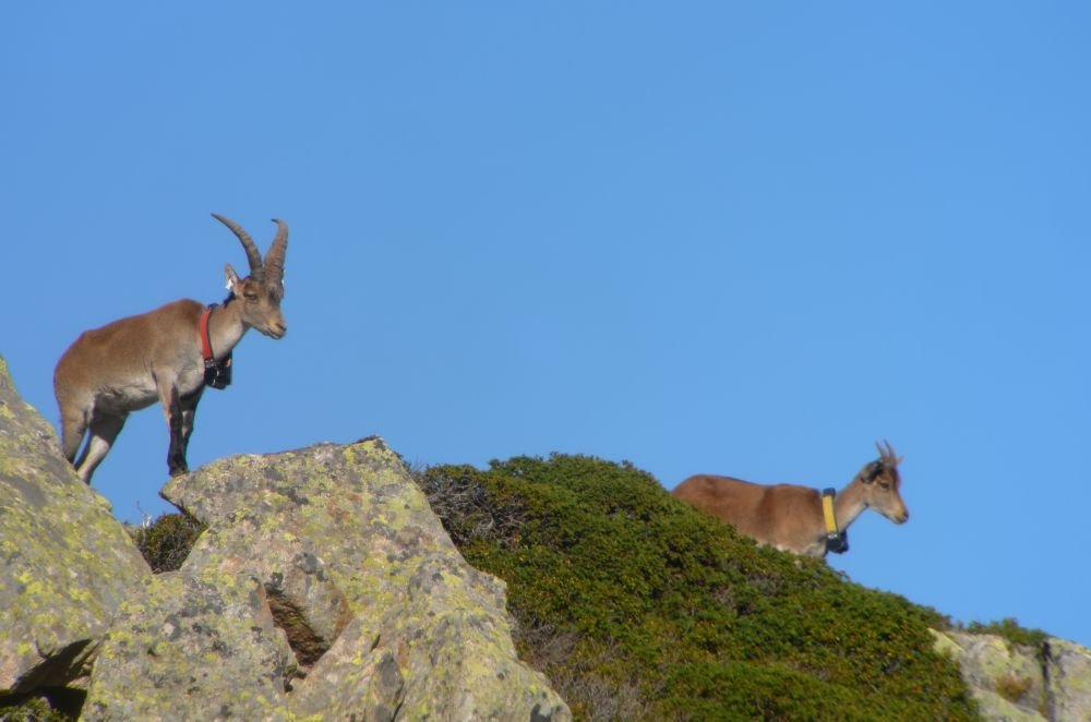 Mâle 5 ans & Femelle 4 ans -  Parc naturel régional des Pyrénées Ariégeoises