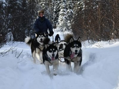 Canada - Raid hors piste en traineaux à chiens