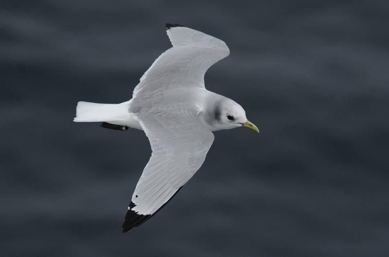 Mouette tridactyle