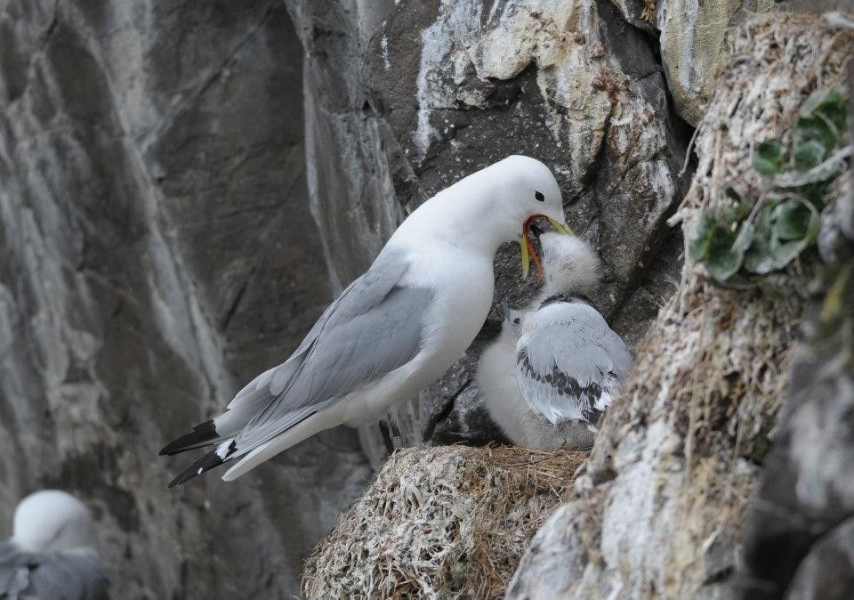 Mouette tridactyle