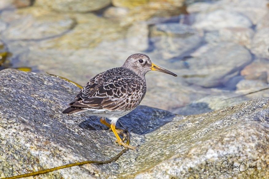 Bécasseau violet - Séjour ornithologique migrateurs Bretagne