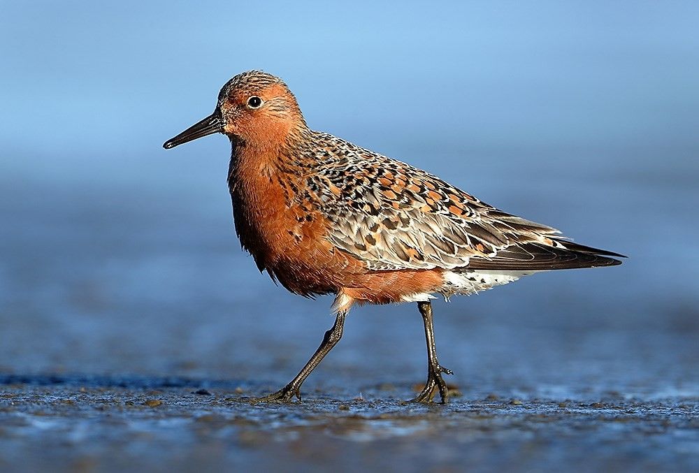 Oiseaux nicheurs rares et menacés de l’Atlantique