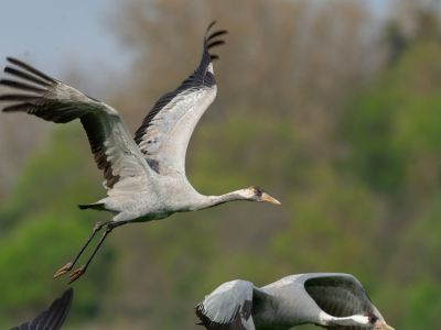 France - Grues cendrées et oiseaux hivernants