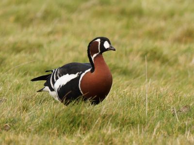 Bulgarie - Roumanie & Bulgarie : les oiseaux hivernants de la Mer Noire