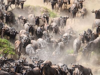 Tanzanie - Mammifères, oiseaux et Grande Migration