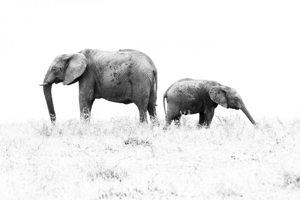 éléphant dans la savane