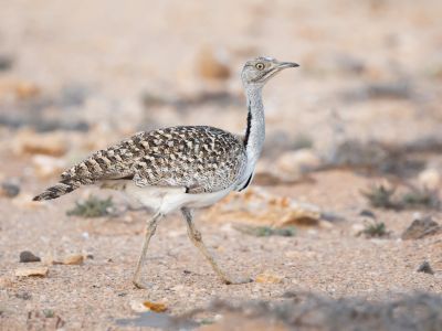 Espagne - Voyage naturaliste à Fuerteventura