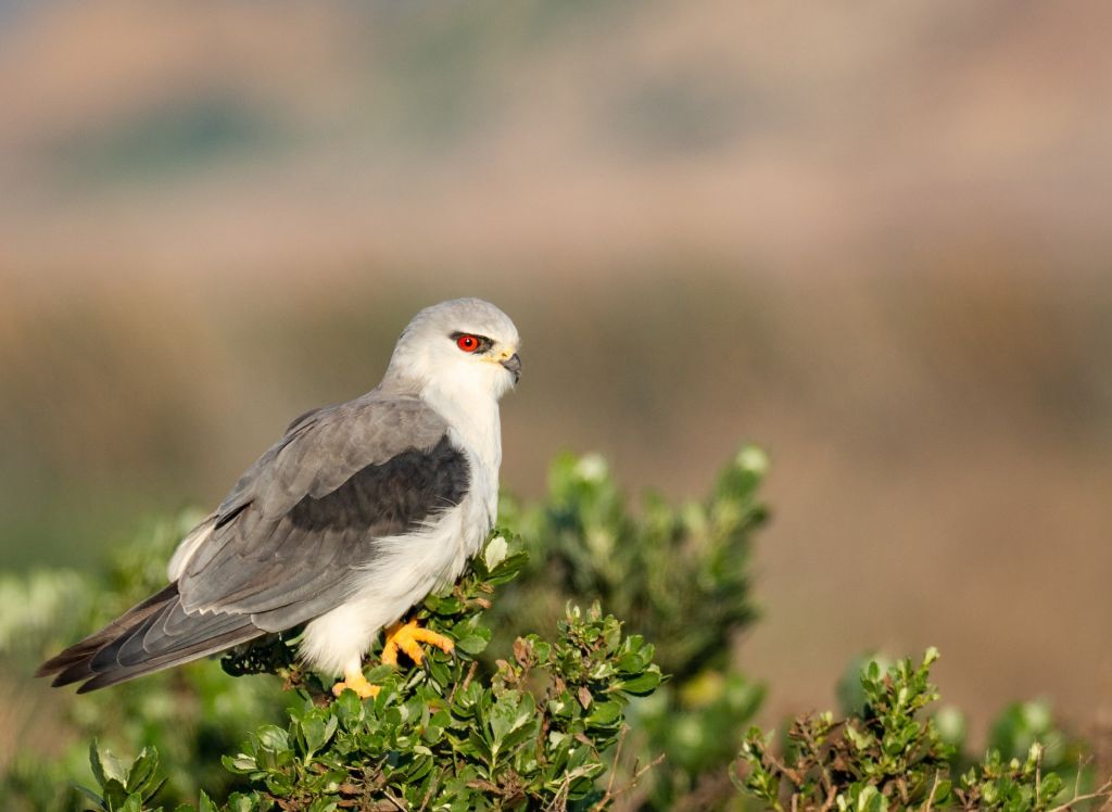 Ornithologie du Tage à l’Alentejo