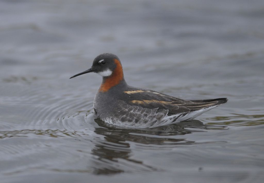 Phalarope à bec étroit