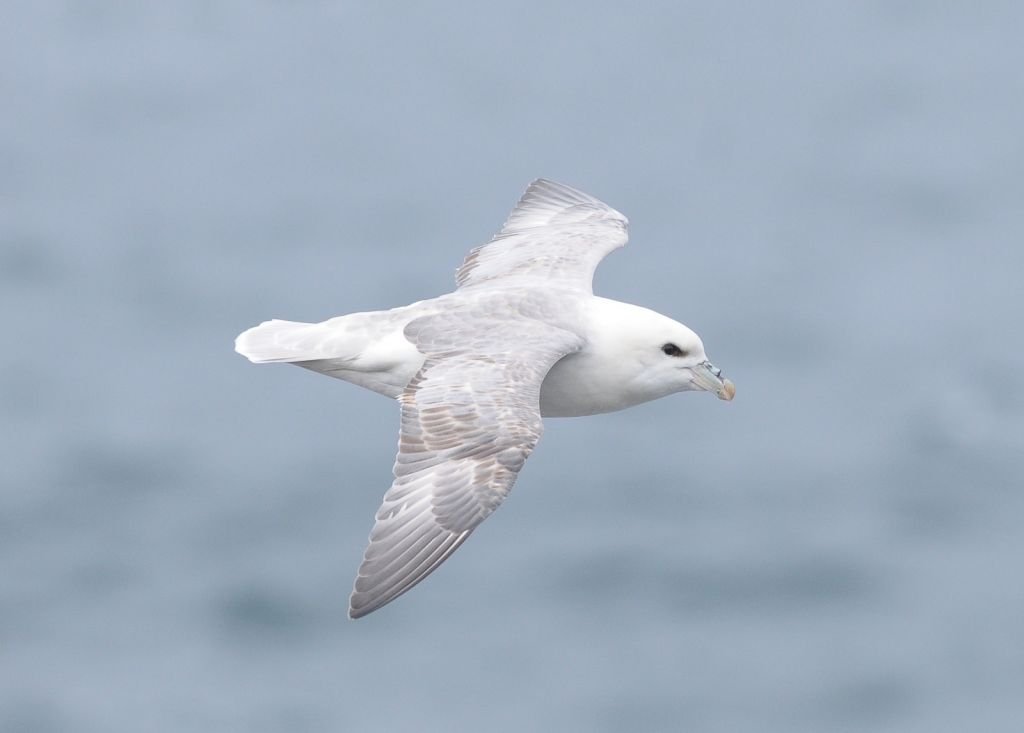 Fulmar boréal