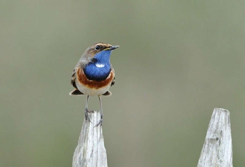 Gorgebleue à miroir