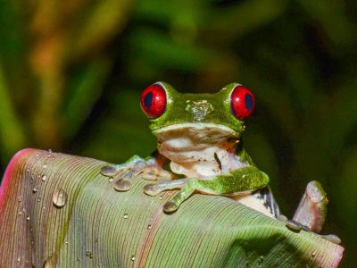 Costa Rica - Les incontournables du naturaliste