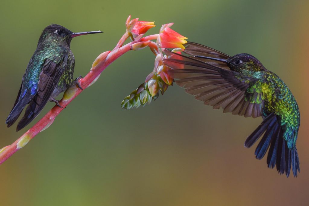 colibris du costa rica