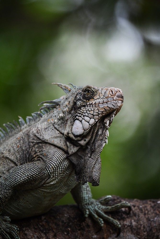 iguane du costa rica