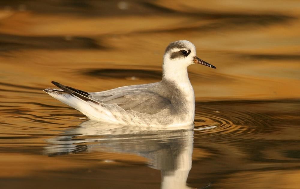 Phalarope à bec large