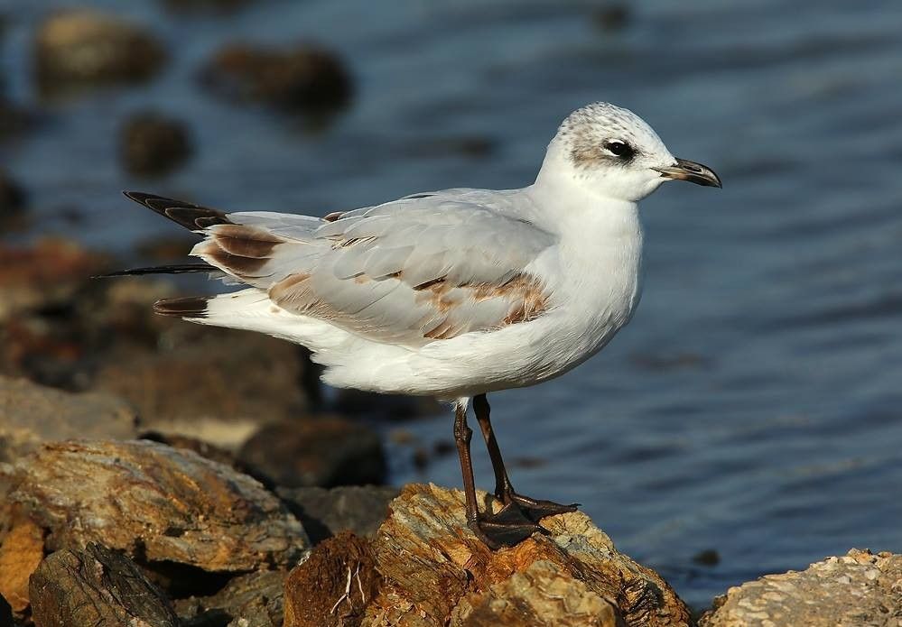 Mouette mélanocéphale