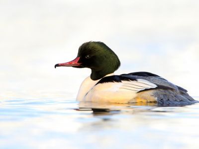 France - Les grands lacs alpins au cœur de l'hiver